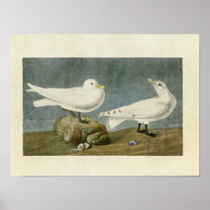 Platte 287   Ivory Gull   Vögel in Amerika Poster