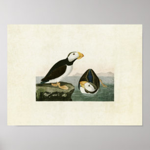 Platte 293 Puffsänger mit Großbildern Vögel in Poster