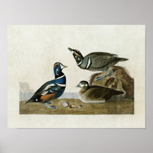Platte 297 Harlequin Duck Vögel in Amerika Poster