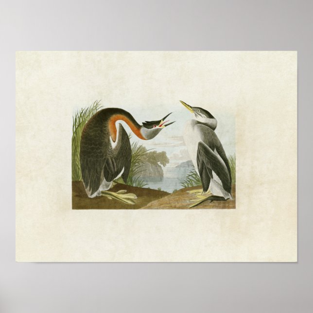 Platte 298 | Red Necked Grebe | Vögel in Amerika Poster (Vorne)