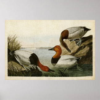 Platte 301 | Ente mit Leinwand | Vögel in Amerika Poster