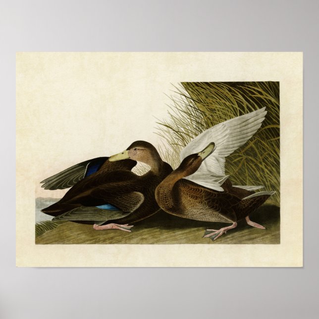 Platte 302 | Dusky Duck | Vögel in Amerika Poster (Vorne)