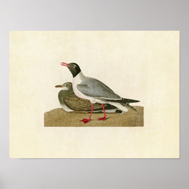 Platte 314 | Schwarzer Schädel | Vögel in Amerika Poster (Vorne)