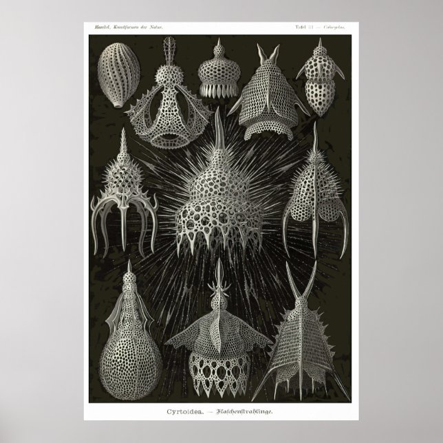 Platte 31 Kirtoidee Poster (Vorne)