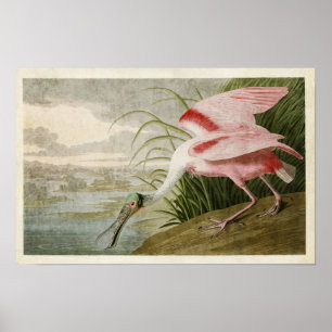 Platte 321   Roseate Spoonbill   Vögel in Amerika Poster