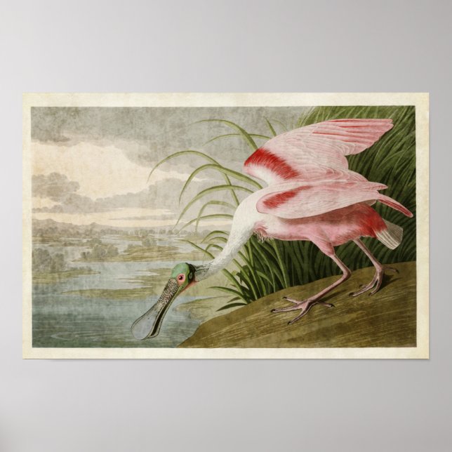 Platte 321 | Roseate Spoonbill | Vögel in Amerika Poster (Vorne)