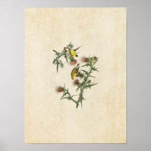 Platte 33   American Goldfinch   Vögel in Amerika Poster