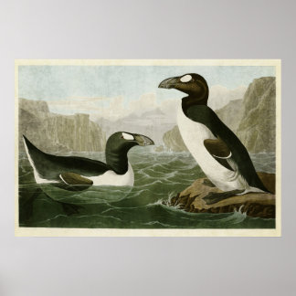 Platte 341 | Großer Aug | Vögel in Amerika Poster