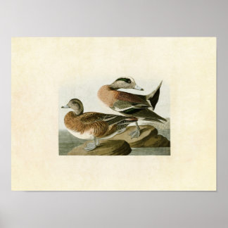 Platte 345 | American Widgeon | Vögel in Amerika Poster