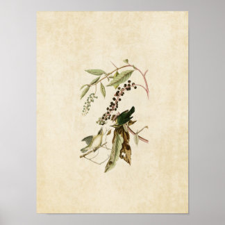 Platte 34 | Wurm Eating Warbler | Vögel in Amerika Poster