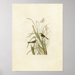 Platte 355 MacGillivray's Finch Poster