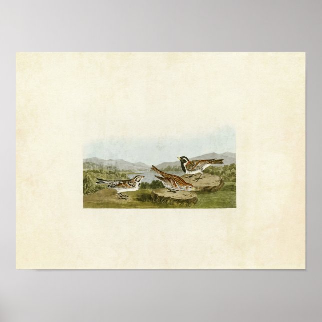 Platte 365 | Lappland Longspur | Vögel in Amerika Poster (Vorne)