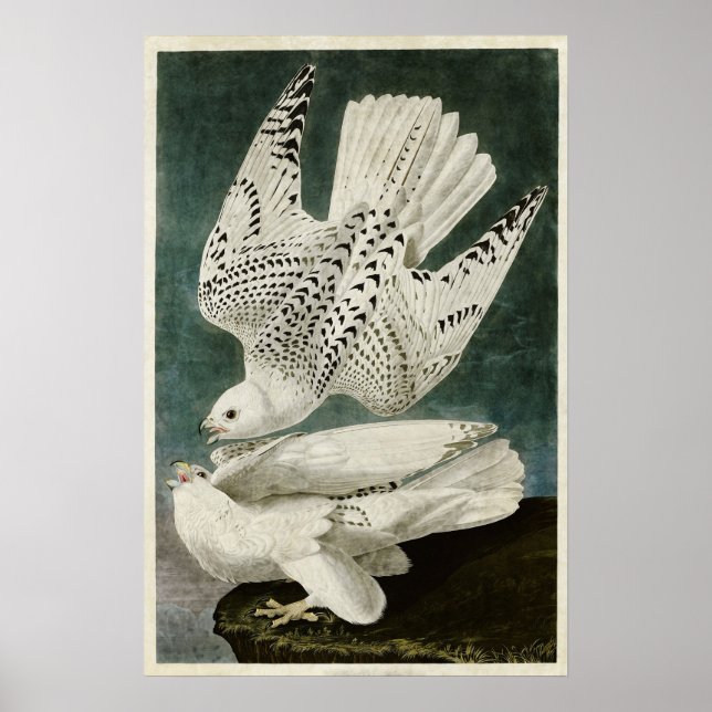 Platte 366 | Island oder Jer Falcon Poster (Vorne)