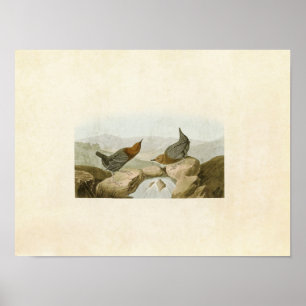 Platte 370   American Water Ouzel oder Dipper Poster