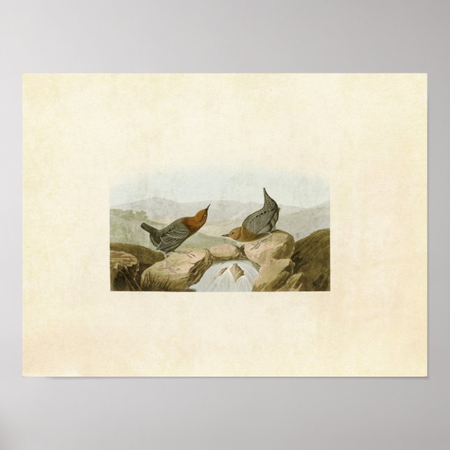 Platte 370 | American Water Ouzel oder Dipper Poster (Vorne)