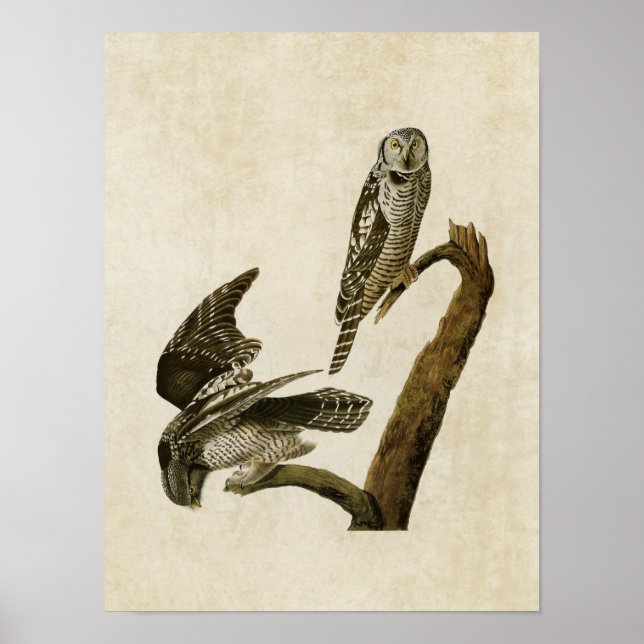 Platte 378 | Hawk Owl | Vögel in Amerika Poster (Vorne)