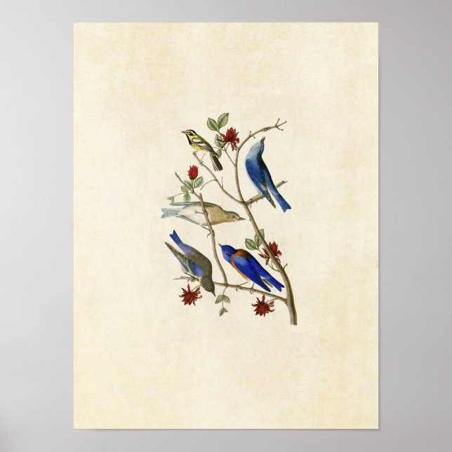 Platte 393 | Townsend's Warbler & Bluebirds Poster (Vorne)