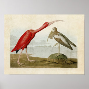 Platte 397 Scarlet Ibis Vögel in Amerika Poster