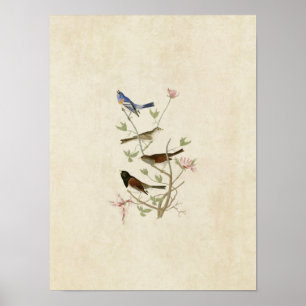Platte 398   Lazuli Finch & Oregon Snow Finch Poster