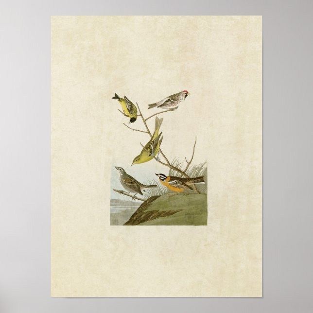 Platte 400 | Siskin, Redpoll, Tanager & Finch Poster (Vorne)