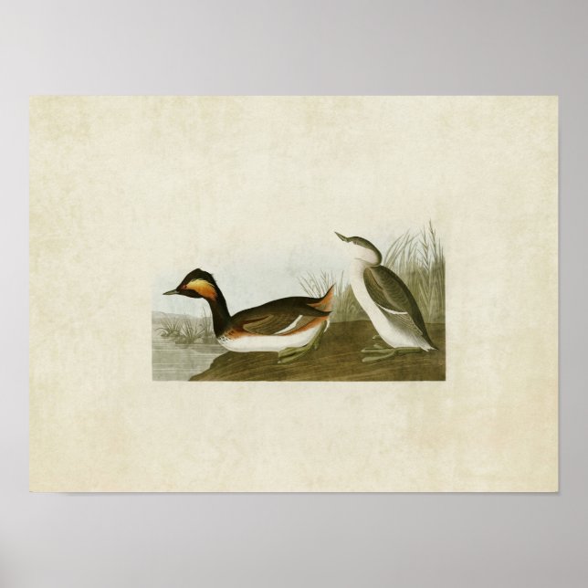 Platte 404 | Eared Grebe | Vögel in Amerika Poster (Vorne)