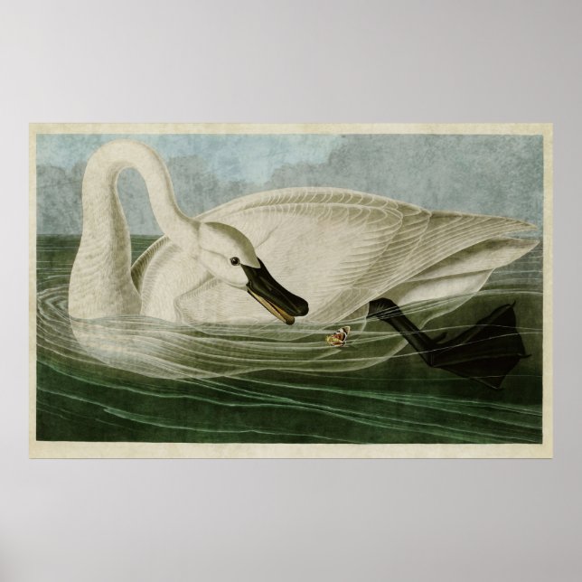Platte 406 | Trumpeter Swan | Vögel in Amerika Poster (Vorne)