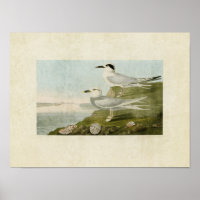 Platte 409 | Havell's Tern und Trudeau's Tern