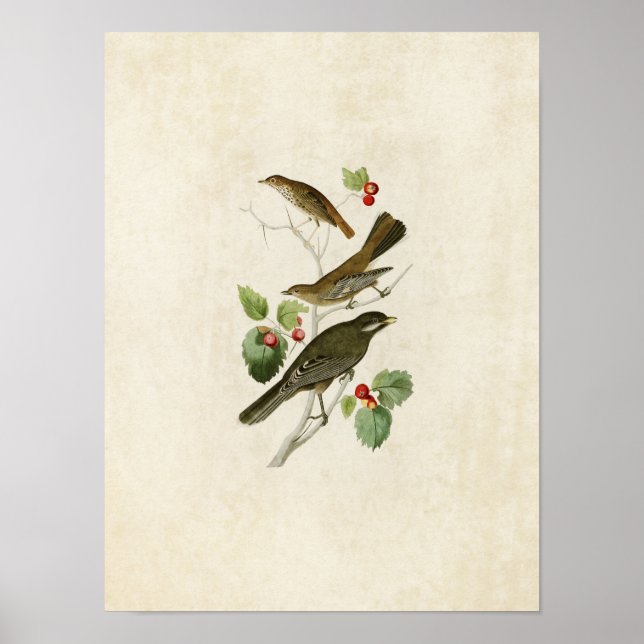 Platte 419 | Thrush, Townsend und Jay Poster (Vorne)