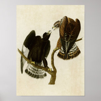 Platte 422 | Rough-Leged Falcon | Vögel in Amerika Poster