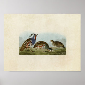 Platte 423 | Geplummte und dicken Bänder Poster