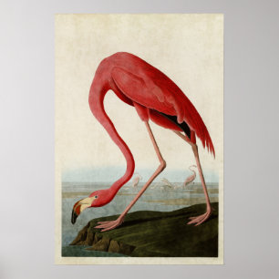 Platte 431   American Flamingo   Vögel in Amerika Poster