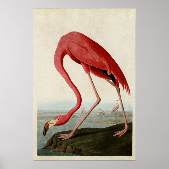Platte 431 | American Flamingo | Vögel in Amerika Poster (Vorne)