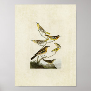 Platte 433   Orioles, Goldfinch und Thrushes Poster