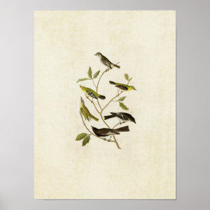 Platte 434 Flügelfänger, Warbler, Vireo und Pewe Poster