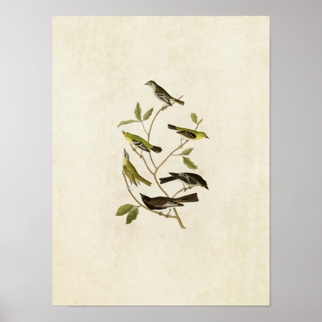 Platte 434 | Flügelfänger, Warbler, Vireo und Pewe Poster (Vorne)