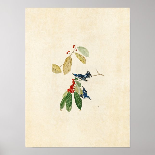 Platte 48 | Azure Warbler | Vögel in Amerika Poster (Vorne)