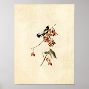 Platte 54   Riesenvogel   Vögel in Amerika Poster