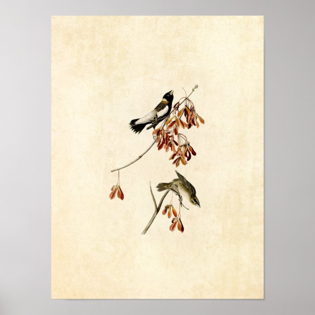 Platte 54 | Riesenvogel | Vögel in Amerika Poster (Vorne)