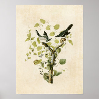 Platte 57 | Loggerhead Shrike | Vögel in Amerika Poster
