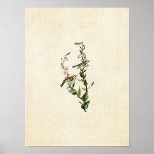 Platte 59 Kastaniensied Warbler Poster