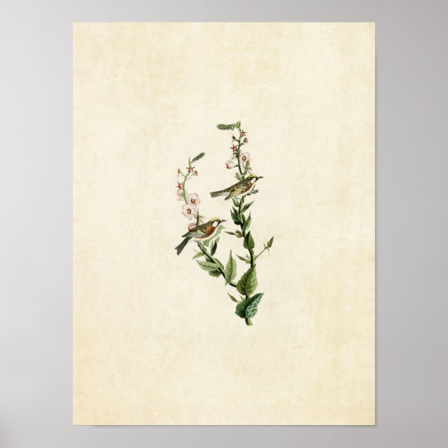Platte 59 | Kastaniensied Warbler Poster (Vorne)