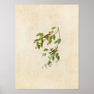 Platte 60 Carbonatier Warbler Vögel in Amerika Poster
