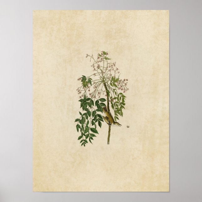 Platte 63 | White-Mit Augen Flycatcher oder Vireo Poster (Vorne)