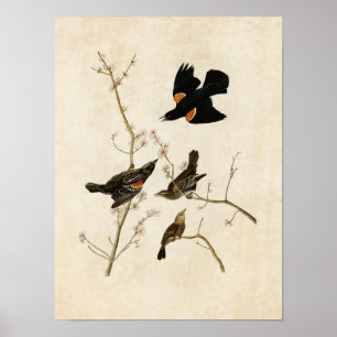 Platte 67 Roter Flügeldrachen oder Marsh Blackbi Poster