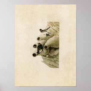 Platte 68 Republikaner oder Cliff Swallow Poster