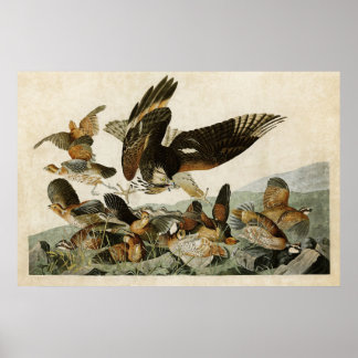 Platte 76 | Virginia Partridge | Vögel in Amerika Poster