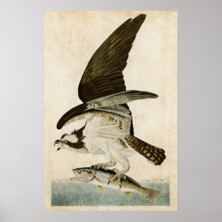 Platte 81 | Fischhawk oder Osprey | Vögel in Ameri Poster