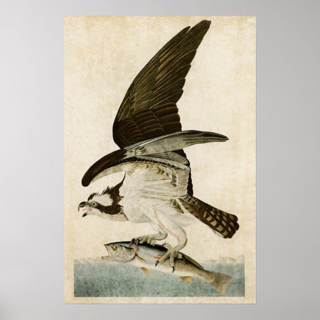 Platte 81 | Fischhawk oder Osprey | Vögel in Ameri Poster (Vorne)