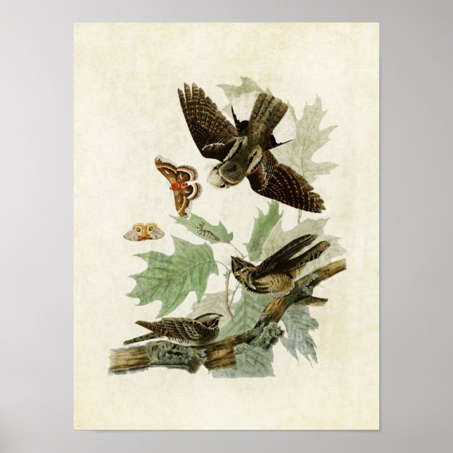 Platte 82 | Whip-Poor-Will | Vögel in Amerika Poster (Vorne)