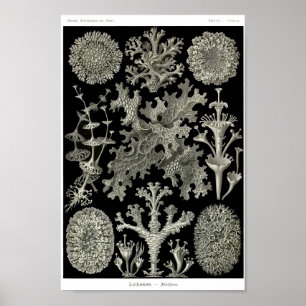 Platte 83. Lichen. Poster
